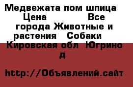 Медвежата пом шпица › Цена ­ 40 000 - Все города Животные и растения » Собаки   . Кировская обл.,Югрино д.